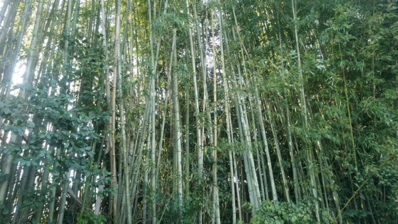真竹が生い茂った竹藪