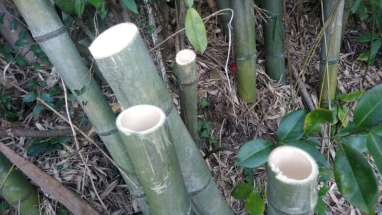 竹挽鋸で切ったあとの真竹の切り株