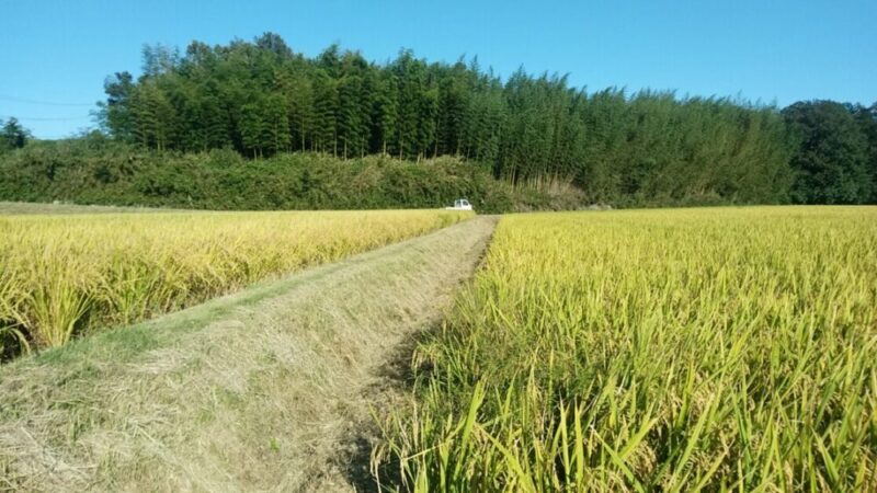 スパイダーモアで刈った後の畦