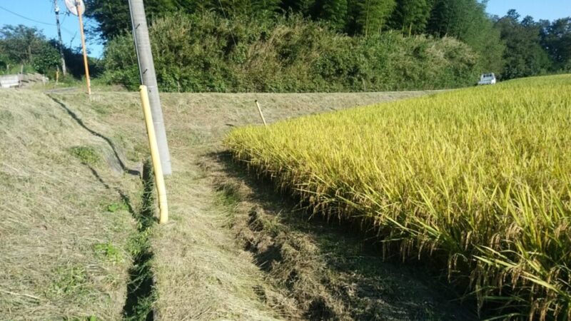 背丈より高い法面