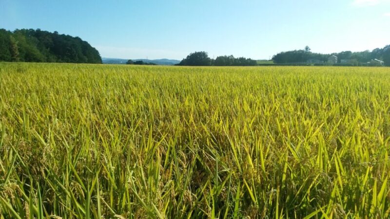 たわわに実った稲