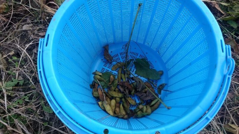 バケツに入った少量の黒大豆