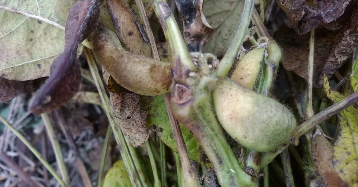 生育不良の黒大豆の奇形莢