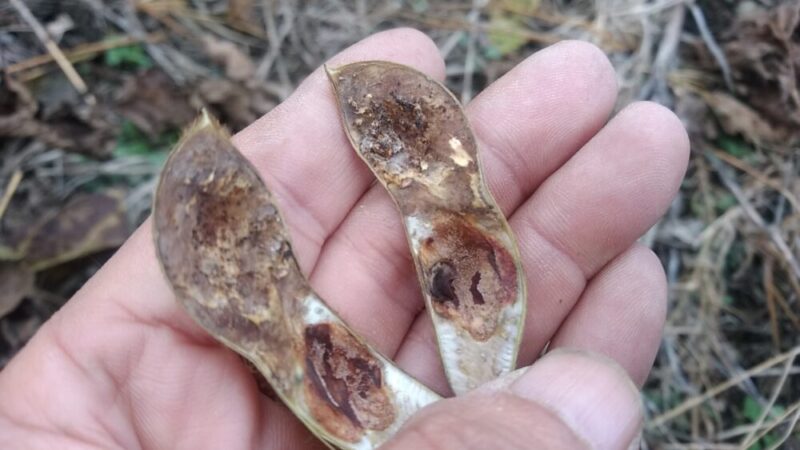 実が入っていない莢