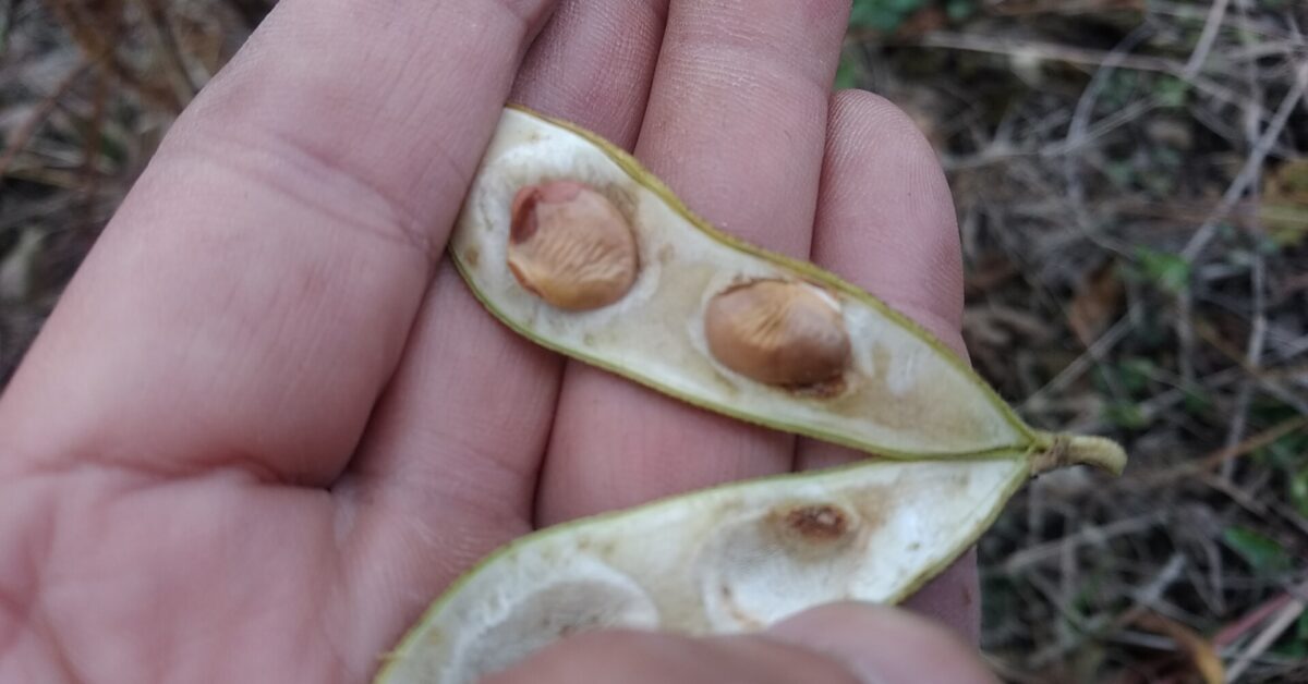 生育不良の黒大豆の実