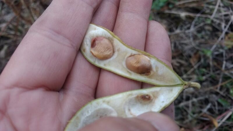 生育不良の黒大豆の実