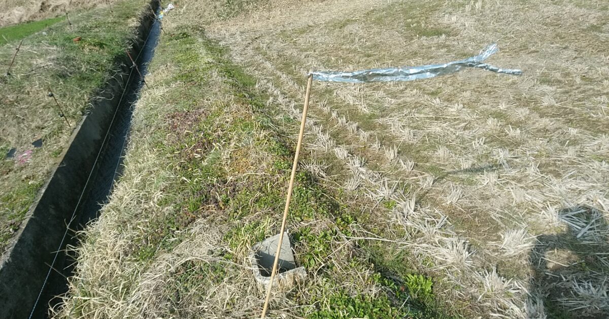 畔に挿した防鳥テープを取り付けた女子竹