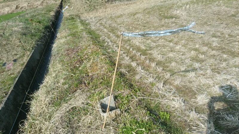 畔に挿した防鳥テープを取り付けた女子竹